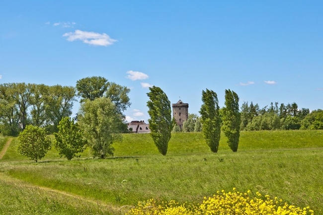 Ein Feld mit Bäumen und einer Burg