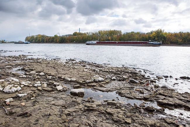 Niedrigwasser am Rhein. Im Hintergrund ist ein Frachtschiff zu sehen. 