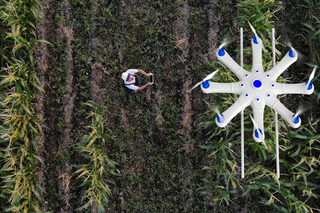 Landwirt sprühen seine Kulturen mit einer Drohne