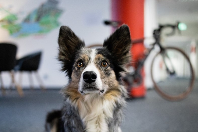 Grau-weißer Hund im Berliner Prognos-Büro, liegend vor dem Leitbild