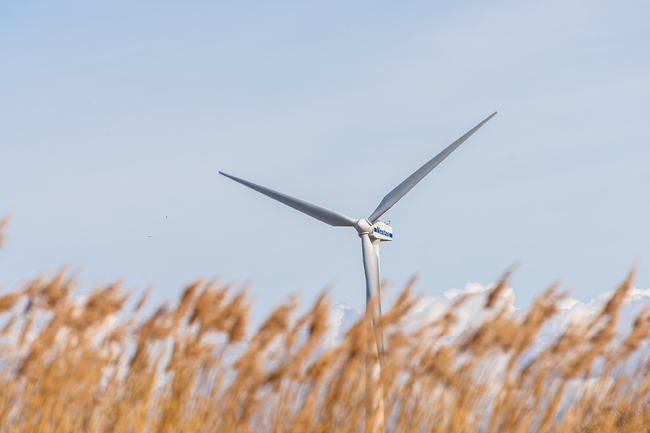 Windrad in einem Kornfeld
