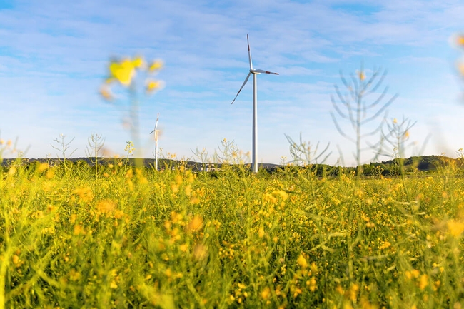 Windrad auf einem Rapsfeld