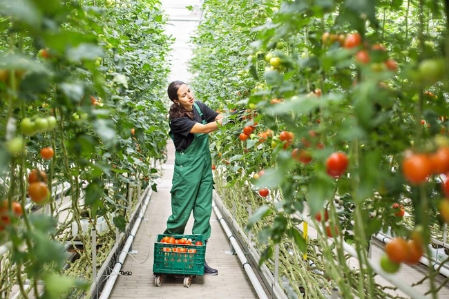 Eine Person erntet Tomaten in einer Plantage