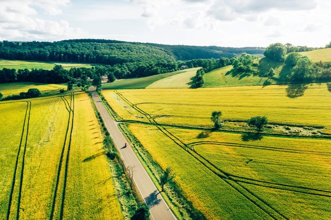 Landschaft mit Raps und grünen Feldern