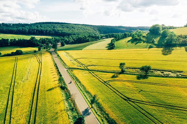 Landschaft mit Raps und grünen Feldern