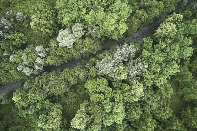 Vogelperspektive auf einen kleinen Pfad in einem Wald