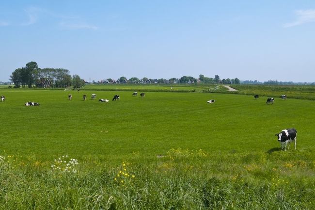 Eine grüne Wiese auf der Kühe grasen