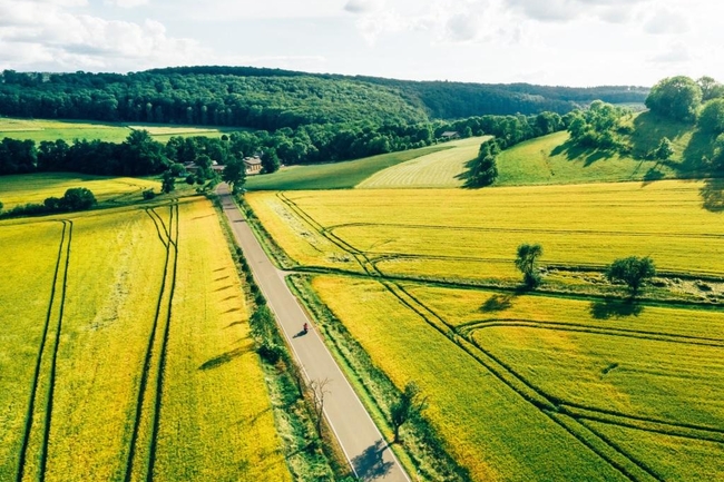 Straße durch Feld im Hintergrund Wald