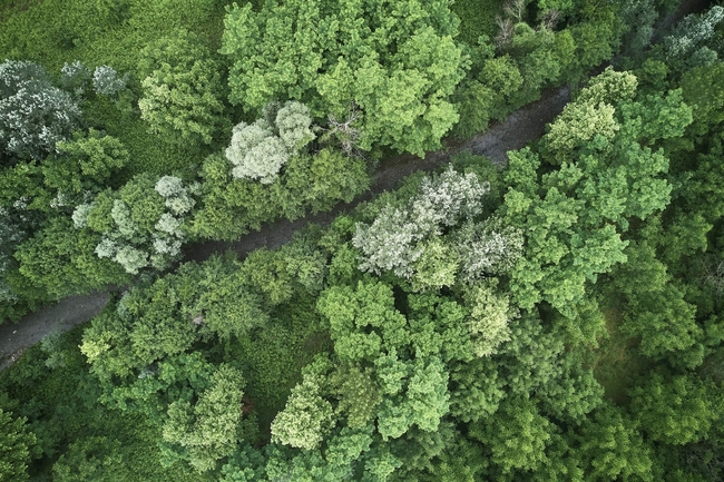 Vogelperspektive auf einen kleinen Pfad in einem Wald