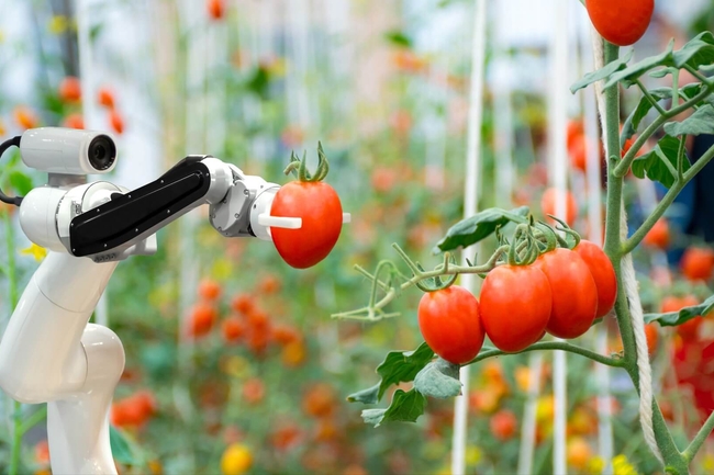 Kleiner Roboter hilft bei der Tomatenernte - Zukunftstechnologie heute