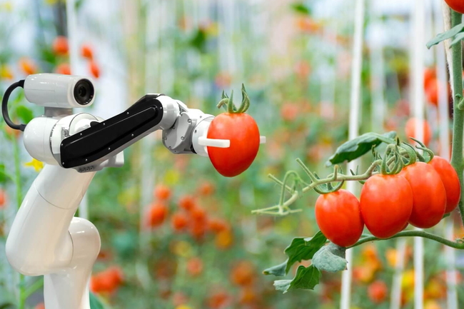 Roboterarm im Gewächshaus erntet rote Tomaten an Ranken