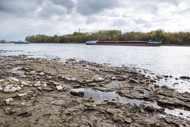 Niedrigwasser am Rhein. Im Hintergrund ist ein Frachtschiff zu sehen. 
