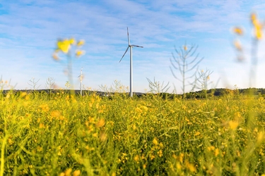 Windrad auf einem Rapsfeld vor blauem Himmel