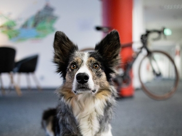 Grau-weißer Hund im Berliner Prognos-Büro, liegend vor dem Leitbild