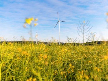 Windrad auf einem Rapsfeld