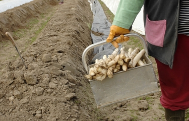 Saisonarbeiterin bei der Spargelernte auf dem Feld