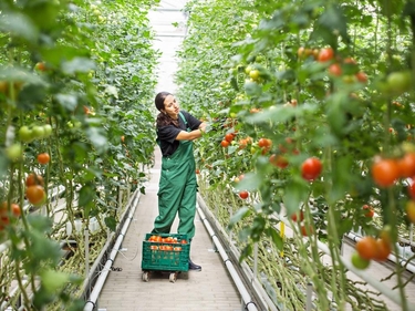 Eine Person erntet Tomaten in einer Plantage