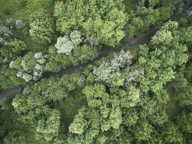 Vogelperspektive auf einen kleinen Pfad in einem Wald