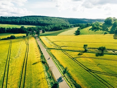 Straße durch Feld im Hintergrund Wald