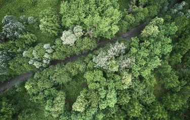 Vogelperspektive auf einen kleinen Pfad in einem Wald