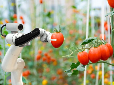 Roboterarm im Gewächshaus erntet rote Tomaten an Ranken