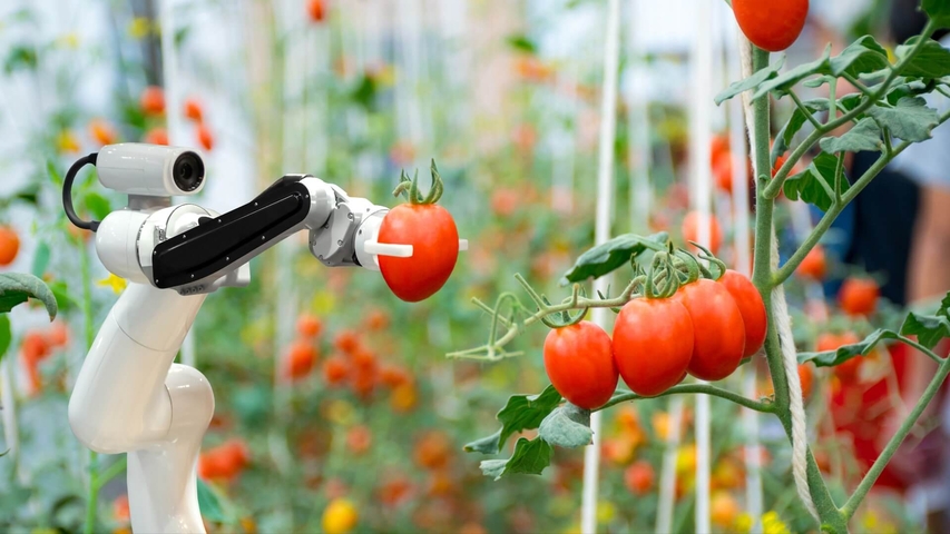 Kleiner Roboter hilft bei der Tomatenernte - Zukunftstechnologie heute