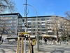 Blick auf junge Linde am Savignyplatz 