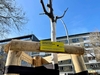 Von Prognos gespendete Linde in Berlin