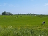 Eine grüne Wiese auf der Kühe grasen